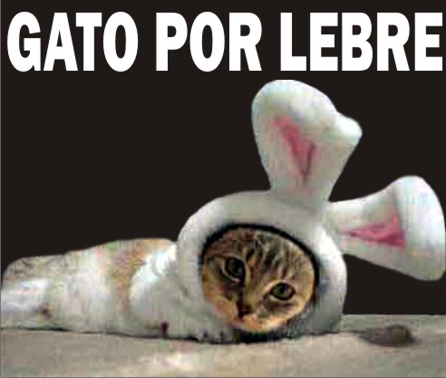 gato.jpg