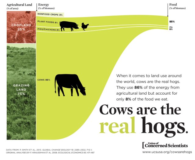 Cows-are-hogs-infographic.jpg