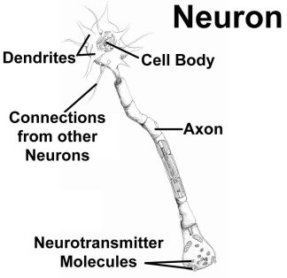 neuron.jpg